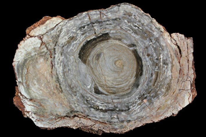 Polished, Cambrian Stromatolite (Conophyton) - Australia #92876